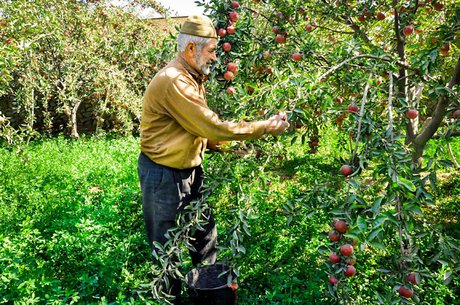 هشدار به کشاورزان نسبت به خرید کودهای تلگرامی!